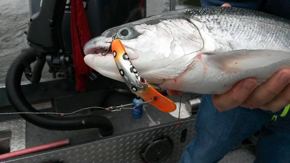 Addicted Steelhead Blend Oil - Image 3