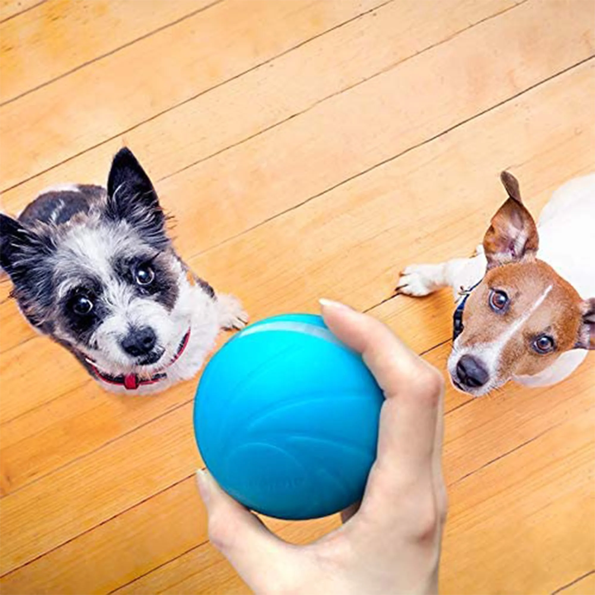 Cheerble Wicked Indoor Outdoor Self Propelling Interactive Dog Toy Ball, Blue - Image 9