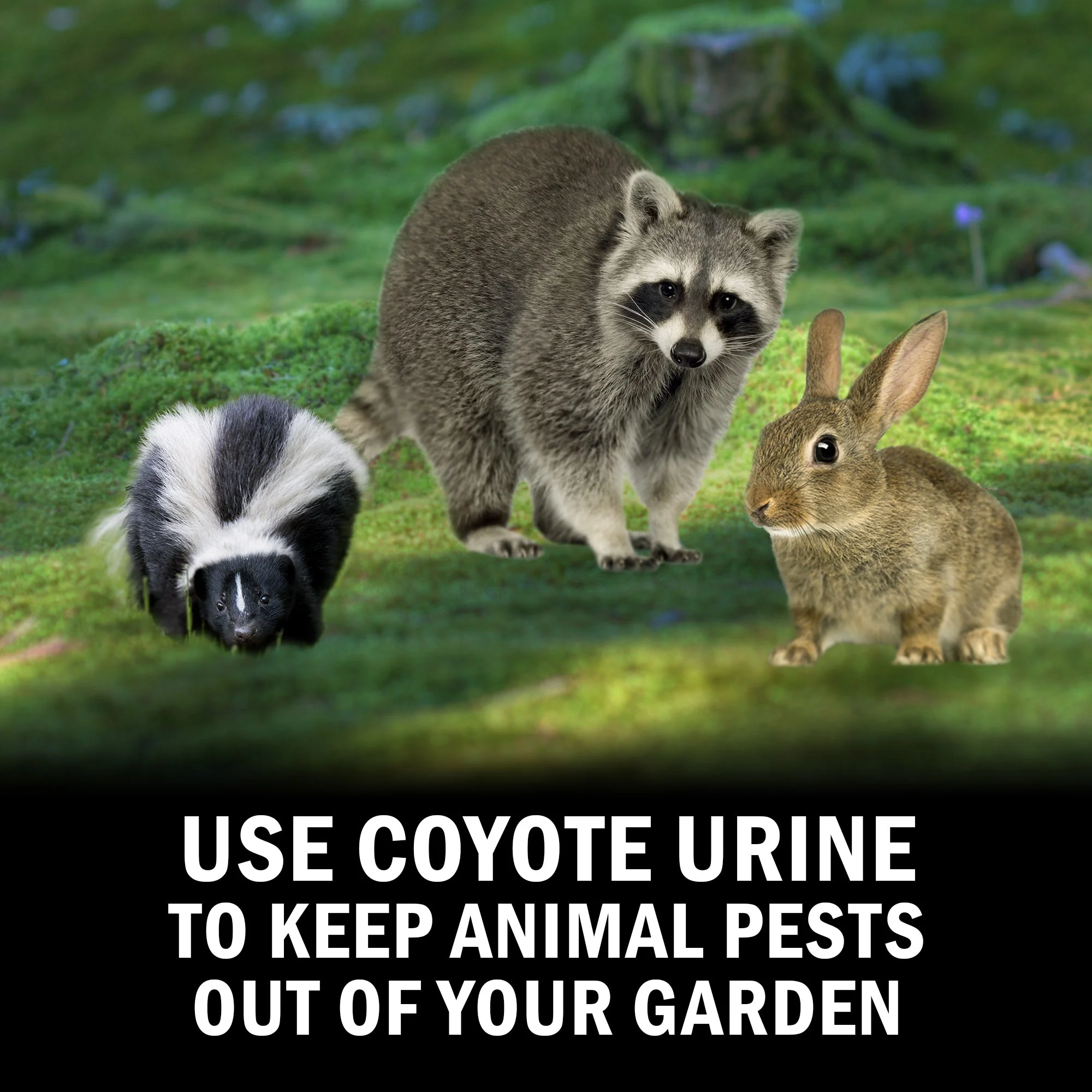 Coyote Urine - Image 4