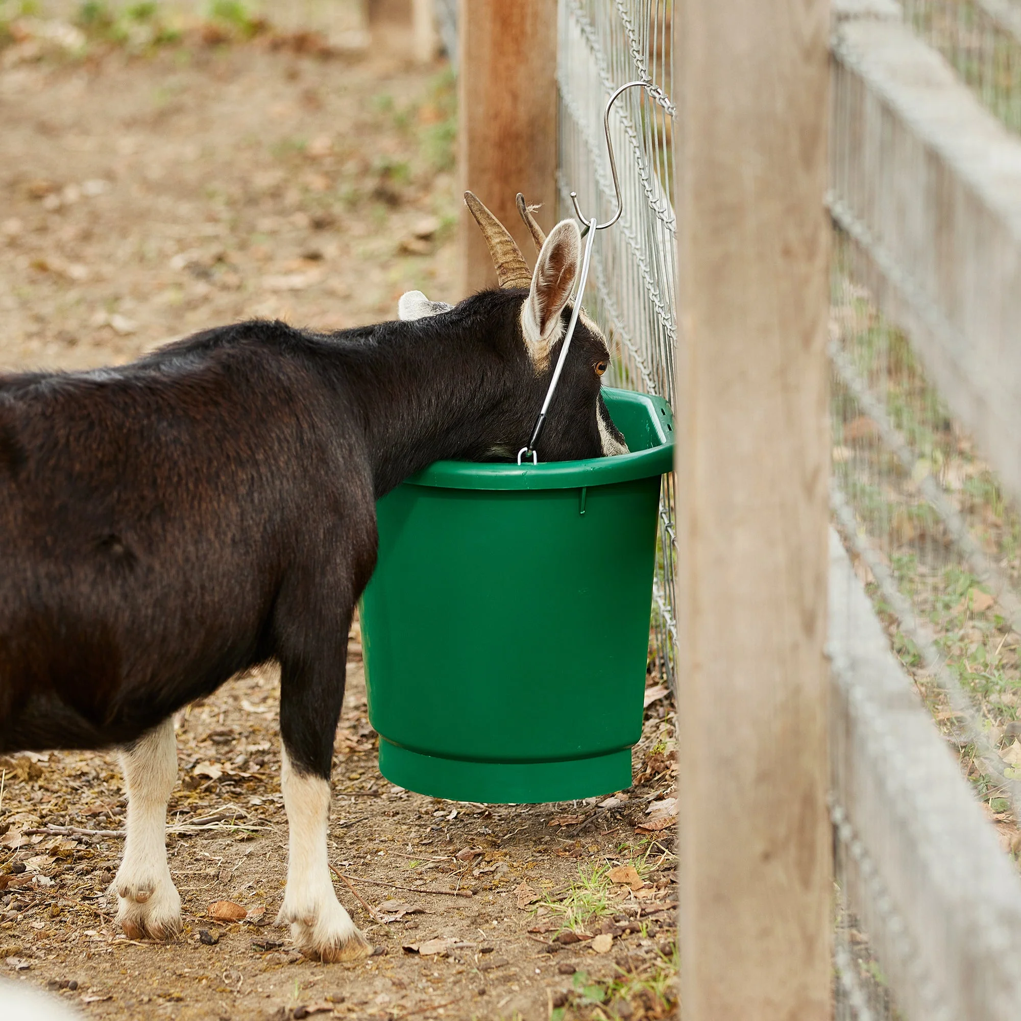 Farm Innovators 3 Gal Flat Back Plastic Heated Bucket, 70 Watt, Green (4 Pack) - Image 7