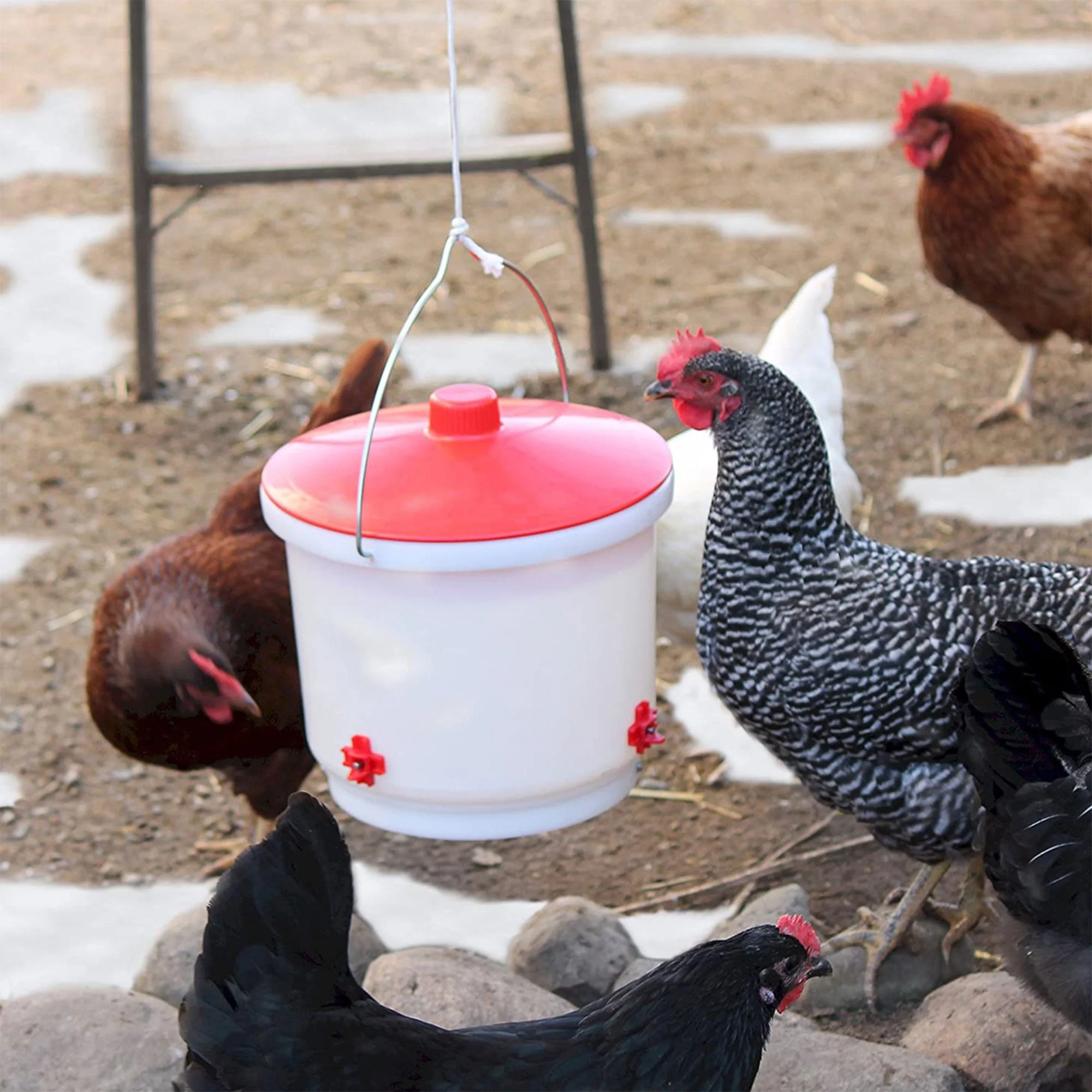 Farm Innovators Heated 2 Gallon Poultry Water Bucket Drinker, White/Red (3 Pack) - Image 6