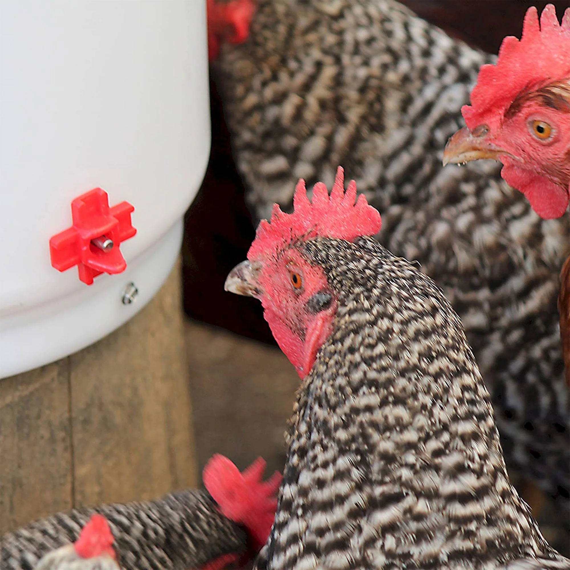 Farm Innovators Heated 2 Gallon Poultry Water Bucket Drinker, White/Red (3 Pack) - Image 7