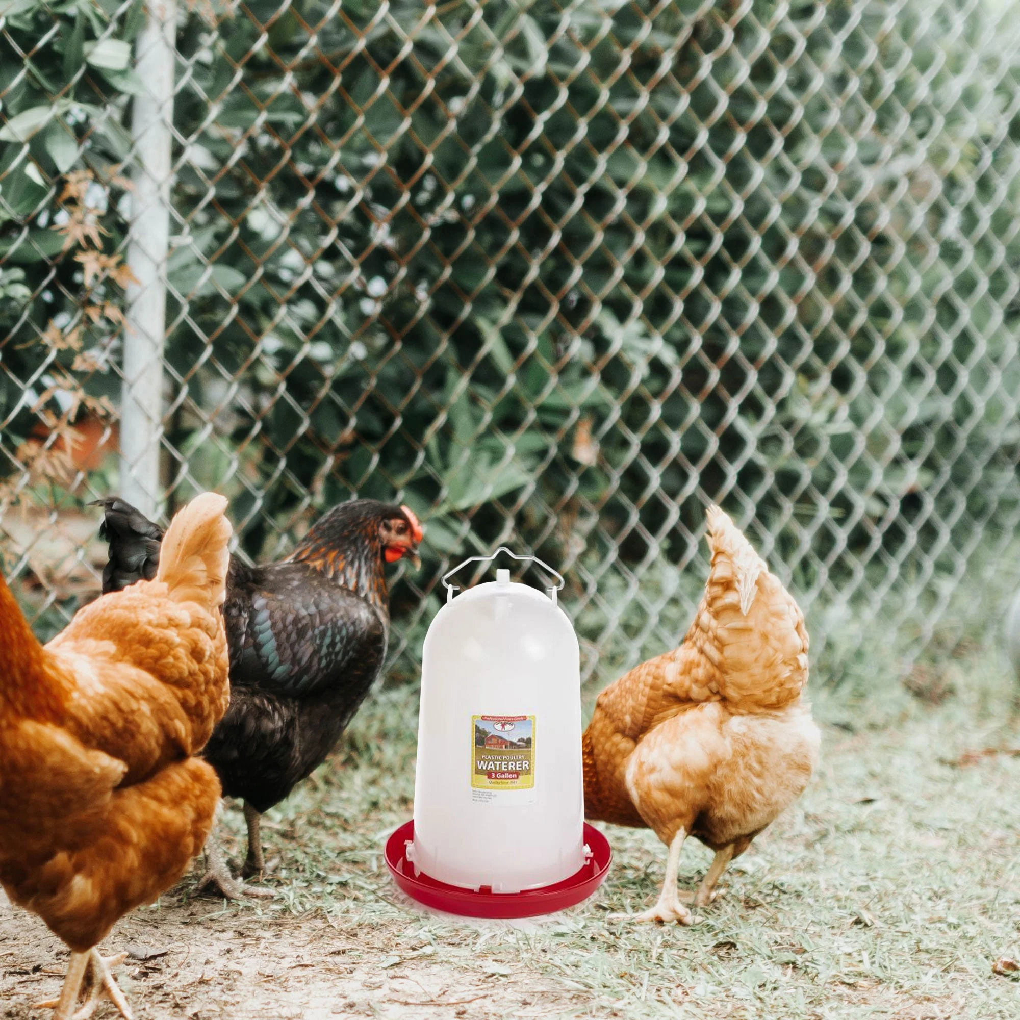Little Giant 3-Gallon Heavy-Duty Plastic Gravity Fed Poultry Waterer - Image 6