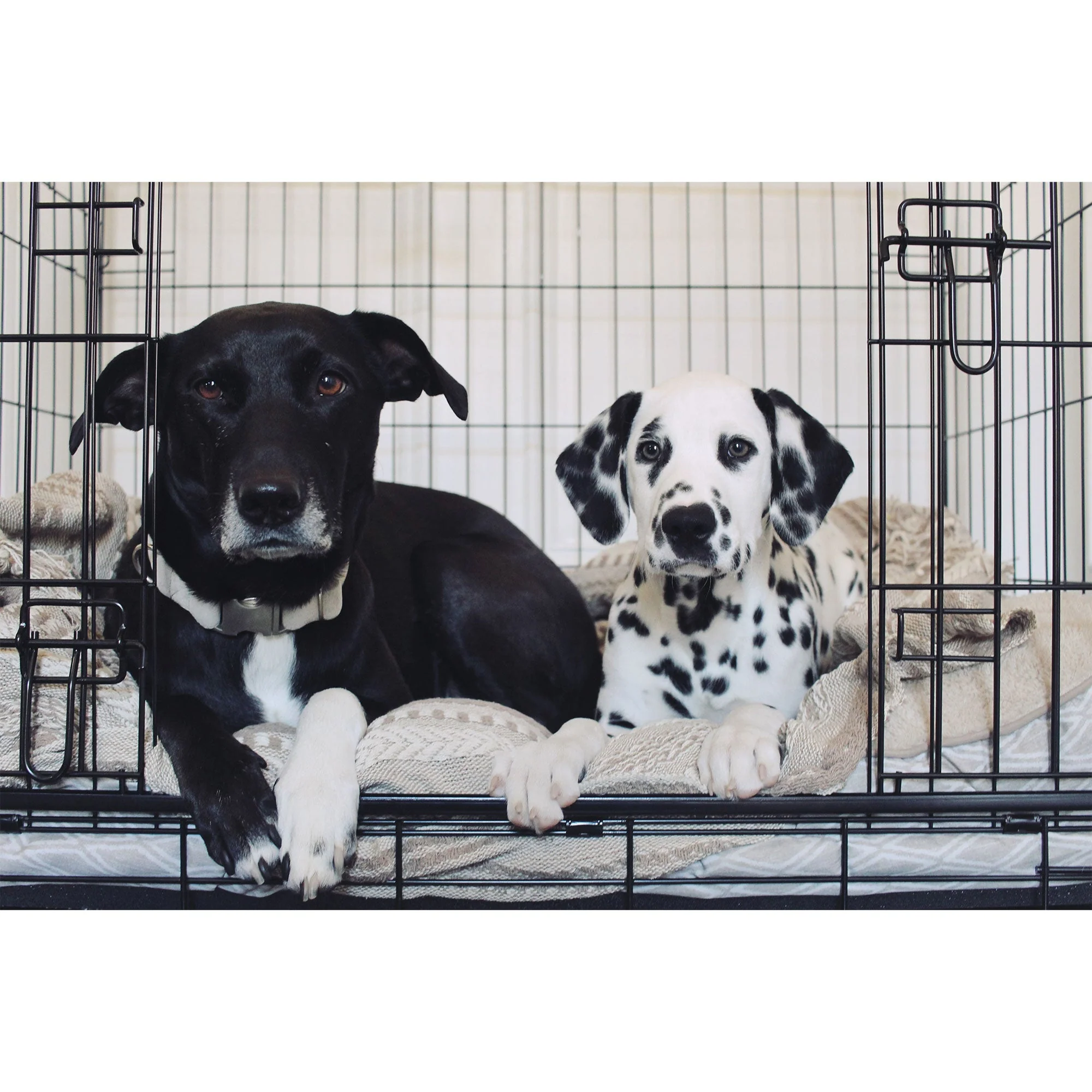 Lucky Dog Dwell Series 30 Inch S/M Kennel Secure Fenced Pet Dog Crate, Black - Image 8
