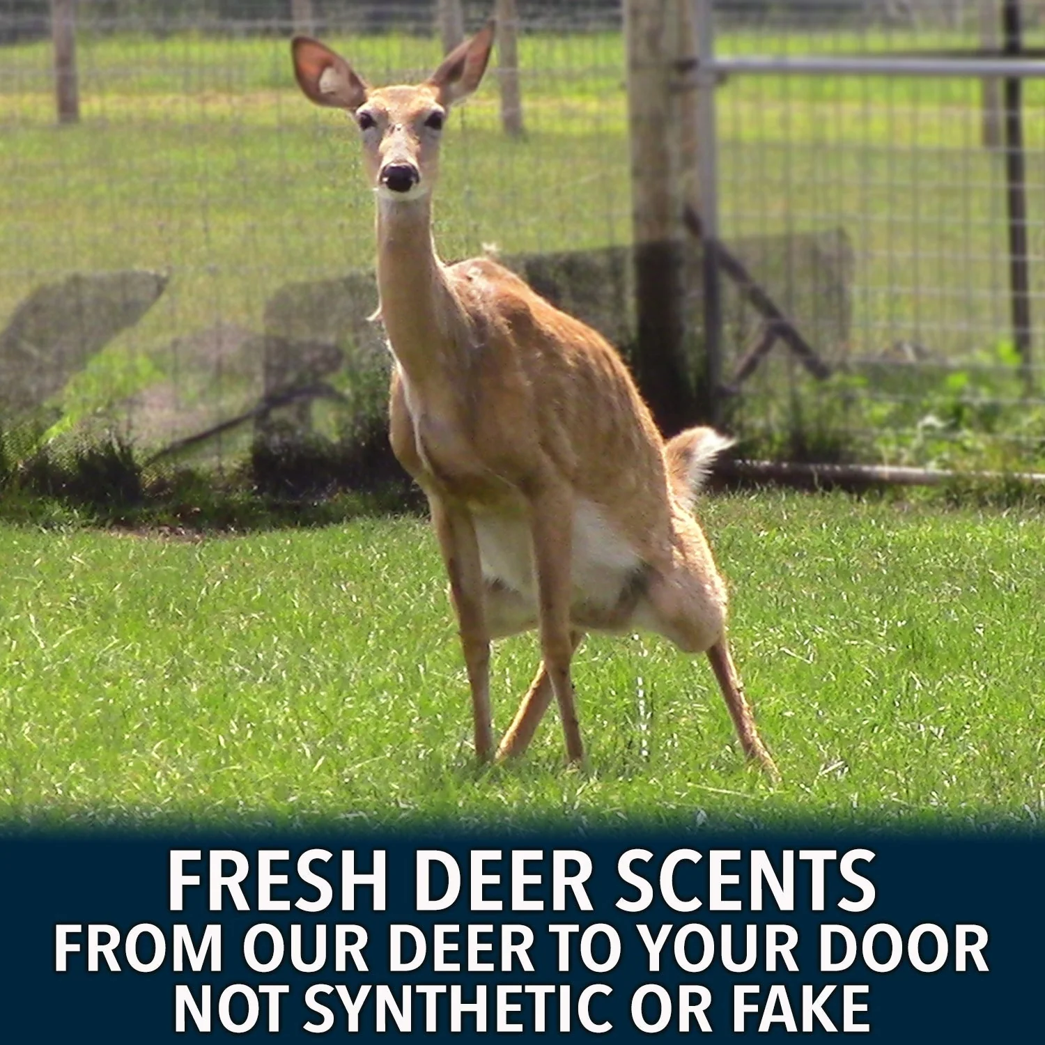 Rut Season Pro Packs - Image 2