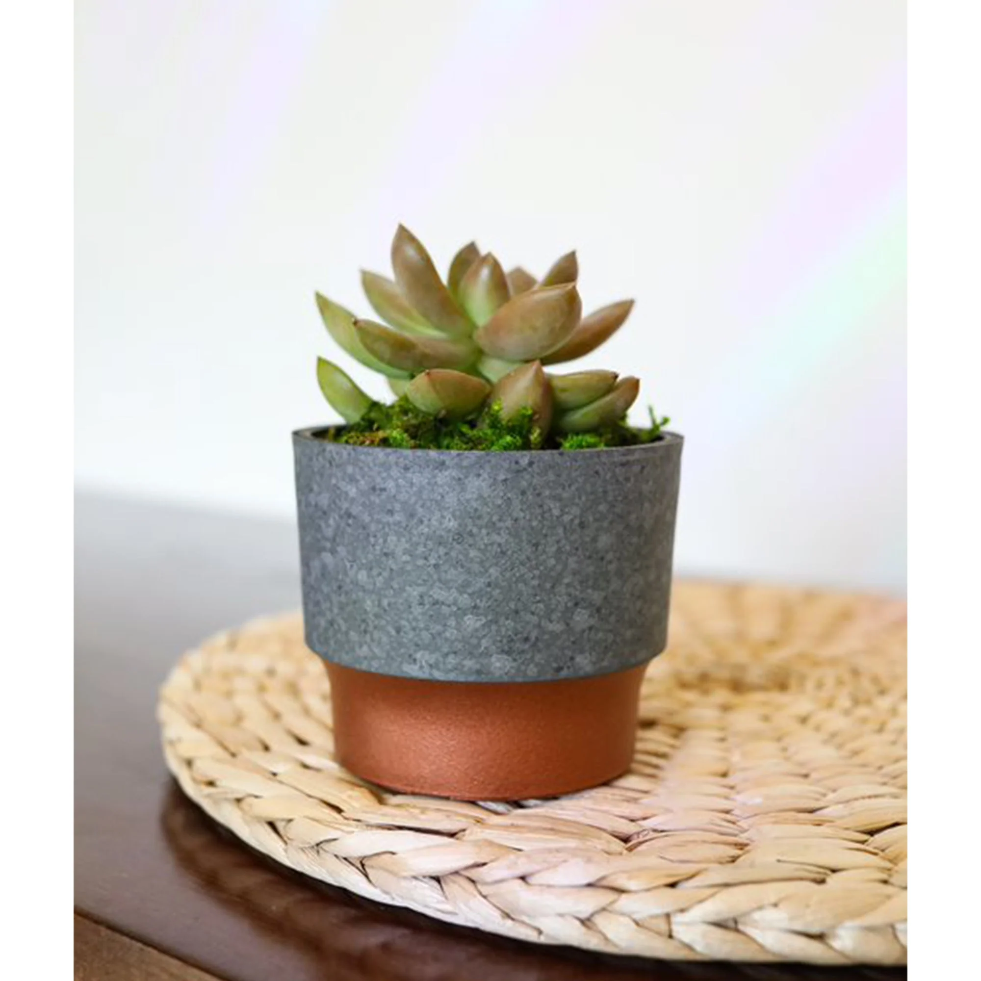 The HC Companies 3in Sprite Succulent Planter Pot, Faux Concrete Copper (2 Pack) - Image 2