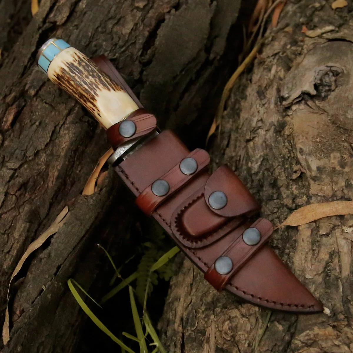 Viral Bull Nose Hunting Knife with Antler & Turquoise Handle - Image 9
